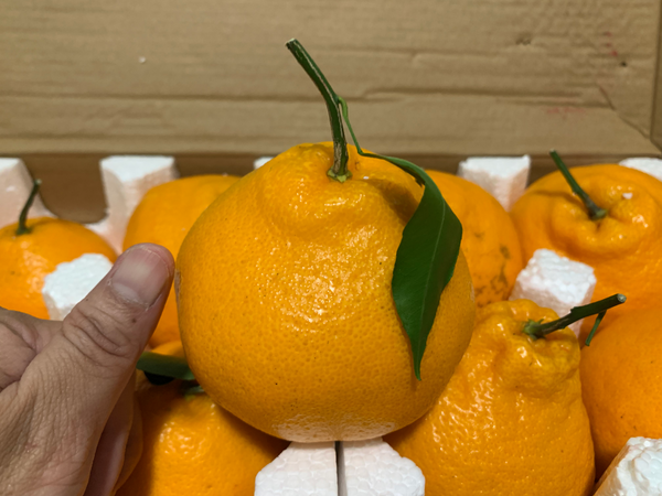 Mandarin Orange