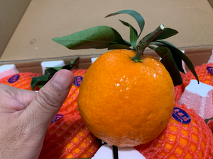 Mandarin Orange